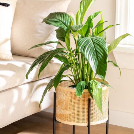 Fioriera in rattan Daek