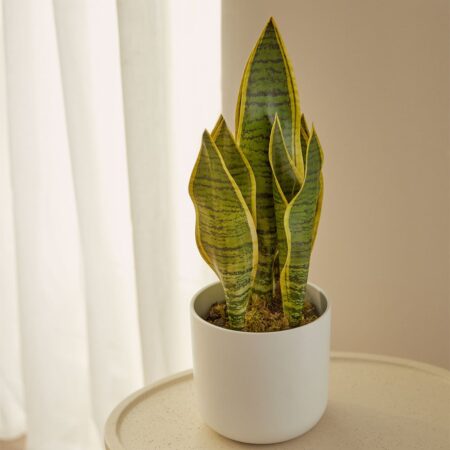 Pianta Artificiale Decorativa Sansevieria 40 cm
