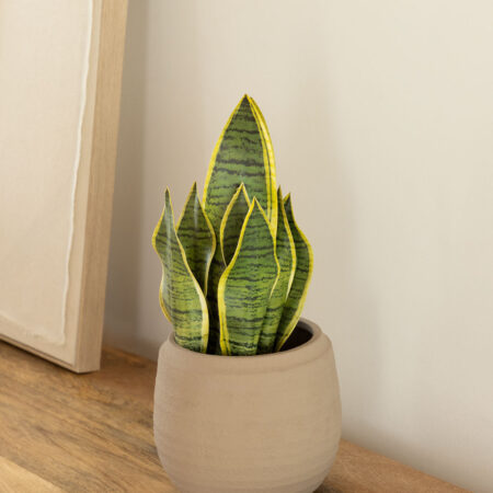 Pianta artificiale decorativa Sansevieria 45 cm