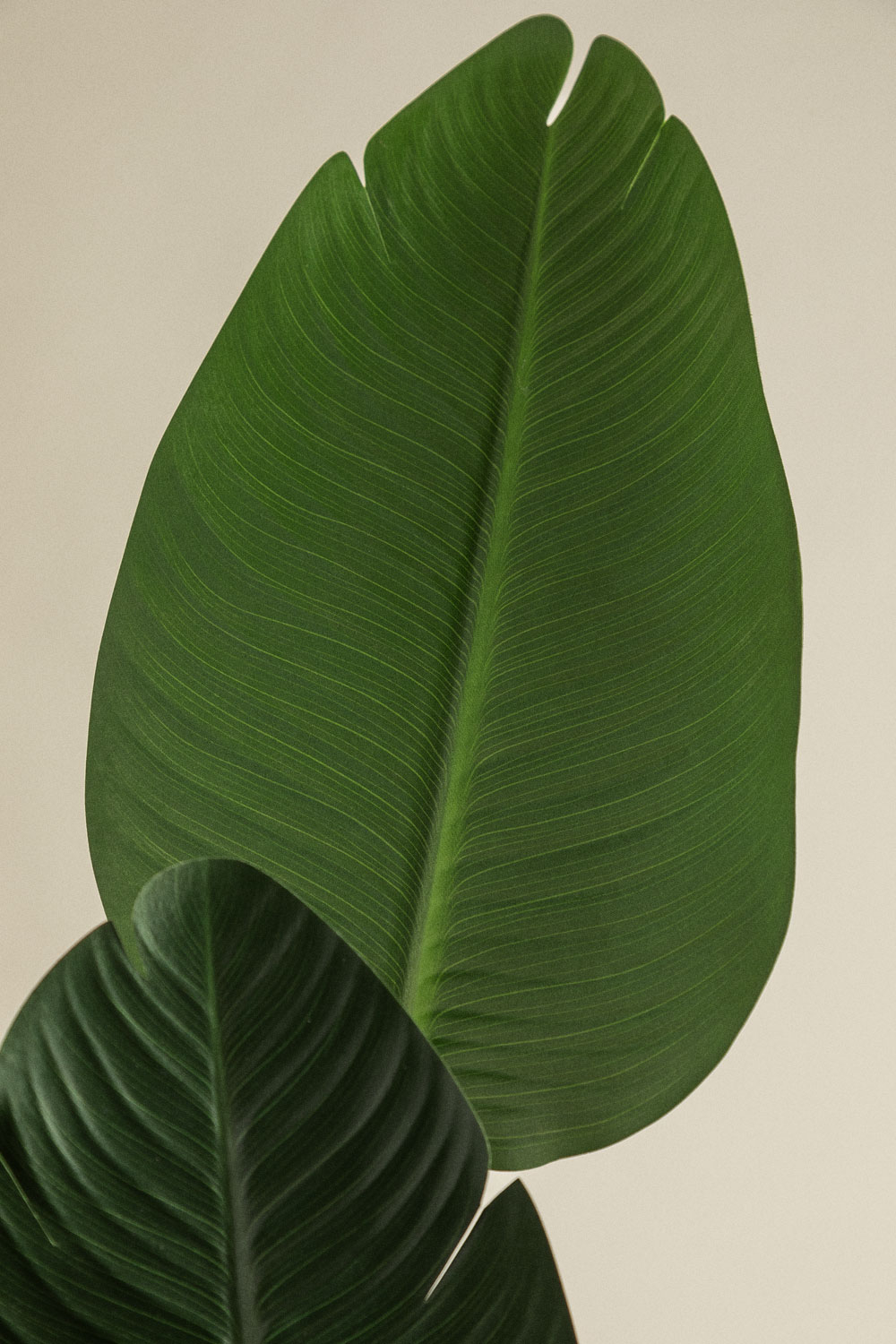 Pianta artificiale decorativa Strelitzia