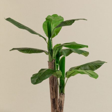 Pianta di banano artificiale decorativa 140 cm