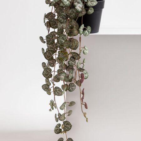 Pianta pensile artificiale decorativa Ceropegia
