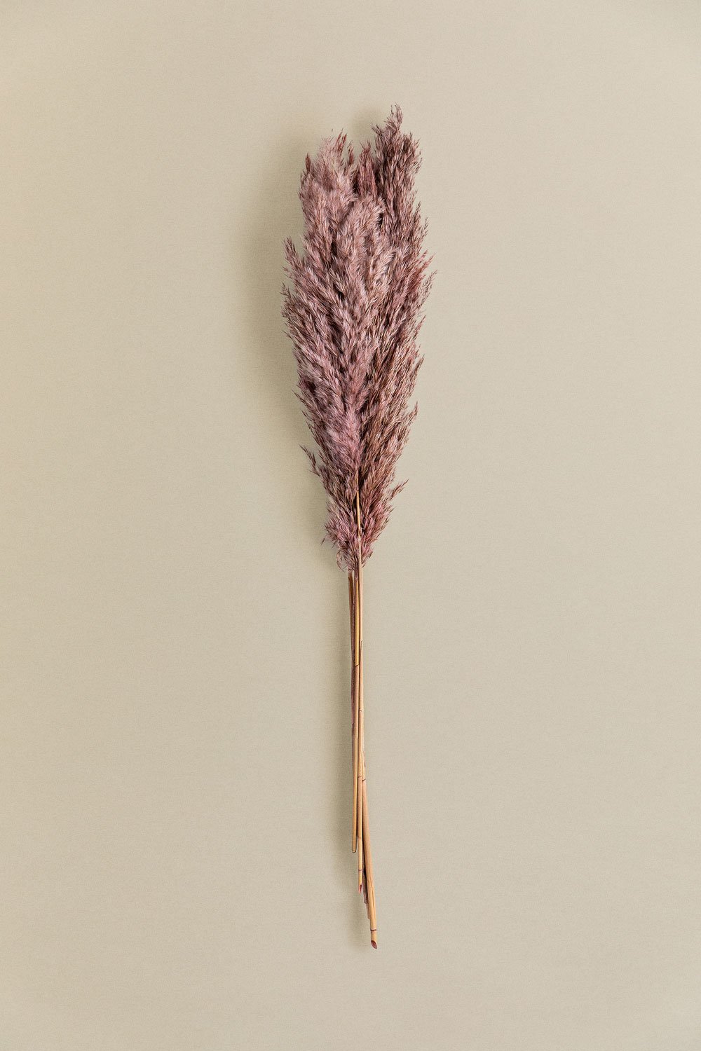 Confezione da 5 rami secchi decorativi Dagrai