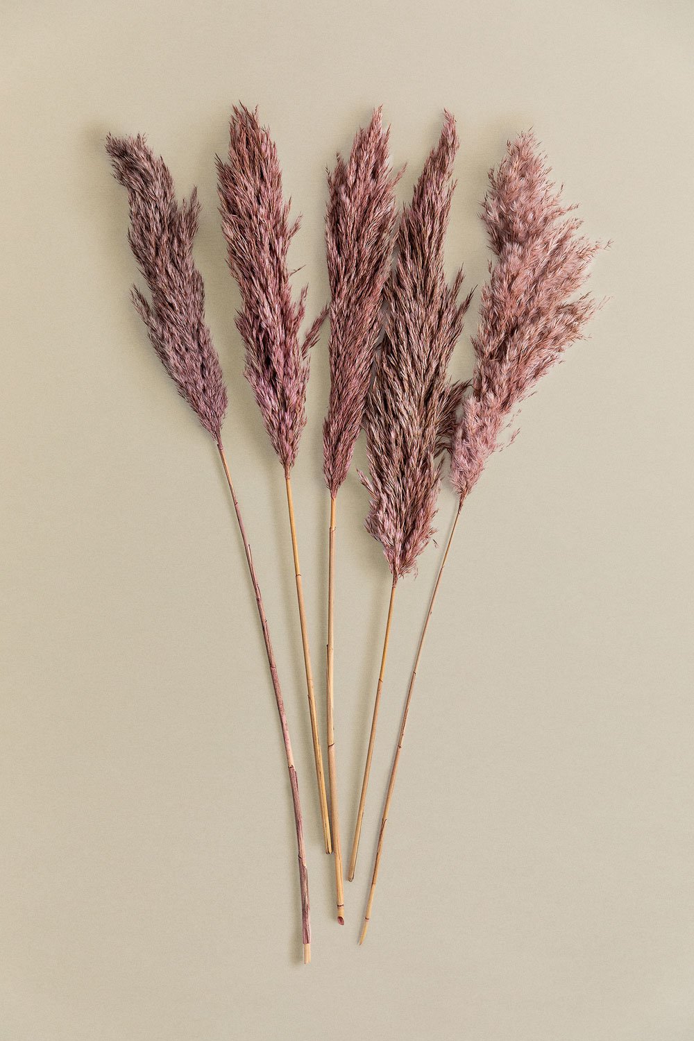 Confezione da 5 rami secchi decorativi Dagrai