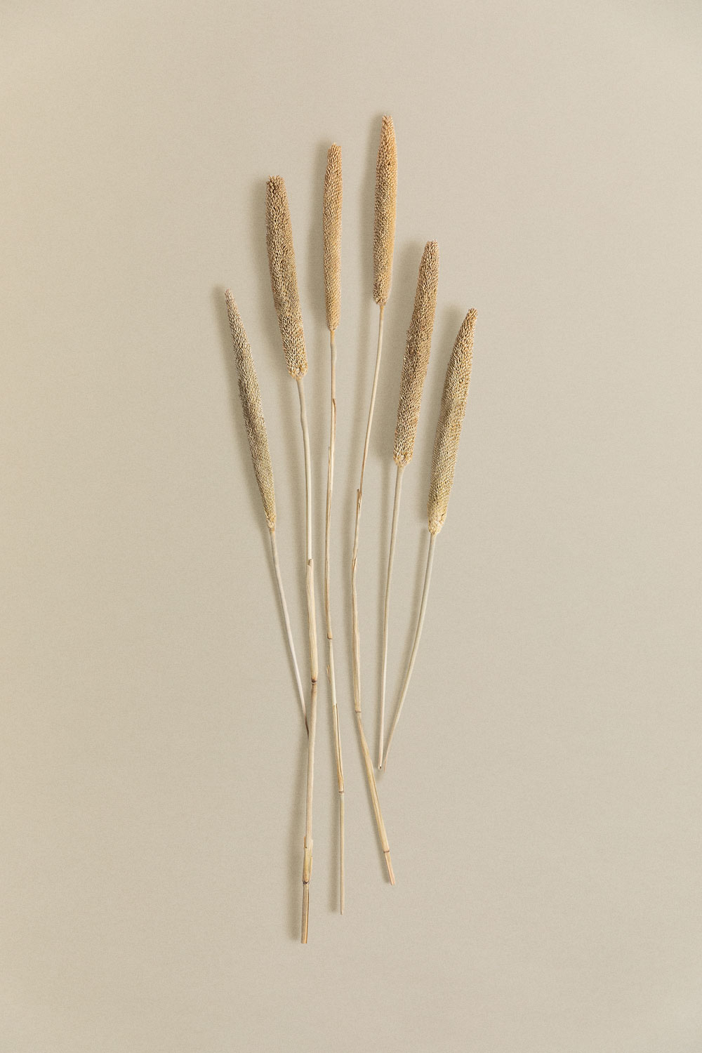 Rami decorativi Koty