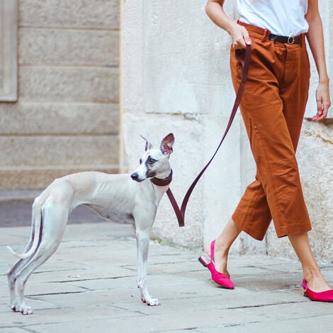 Ferplast VIP CW Collare in cuoio di toro per cani Levriero - 3 misure. Variante CW15/32 - Misure: A: 26-32 cm B: 15 mm - Marrone