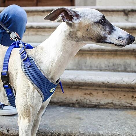Ferplast NIKITA P Pettorina per cani in nylon traspirante con cuciture riflettenti. Varie misure e colori.. Variante M - Misure: A: 30-43 cm B: 38-55 cm 15 mm - Blu