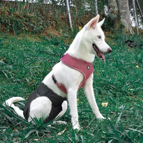 Confezione da 3 Pannolini Lavabili Riutilizzabili per Cani, Pantaloni Fisiologici per Cani Pannolini Sanitari Altamente Assorbenti Prevenzione delle Molestie per Animali Pantaloni Fisiologici
