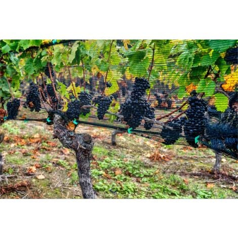 Rete Anti Uccelli, Rete Uccelli 7,5 x 15 m, Rete Protezione Uccelli, Rete per Alberi da Frutto, Rete Nera per Uccelli Proteggi Alberi da Frutto e Verdura da Danni
