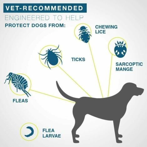 Collare antipulci e zecche per cani - Arancione, regolabile, impermeabile, 8 mesi di protezione efficace