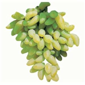 Pianta DI VITE uva vigna da tavola PIZZUTELLO BIANCO allungato IN VASO 16 FOTO REALE