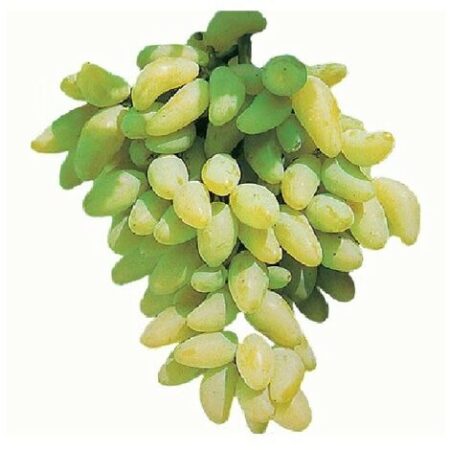 Pianta DI VITE uva vigna da tavola PIZZUTELLO BIANCO allungato IN VASO 16 FOTO REALE