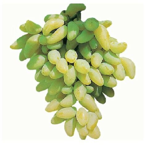 Pianta DI VITE uva vigna da tavola PIZZUTELLO BIANCO allungato IN VASO 16 FOTO REALE
