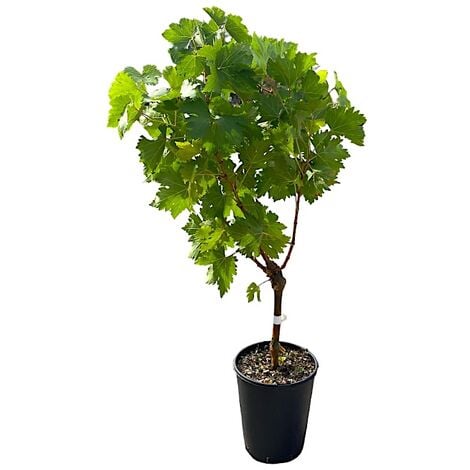 Pianta DI VITE uva vigna da tavola PIZZUTELLO BIANCO allungato IN VASO 16 FOTO REALE