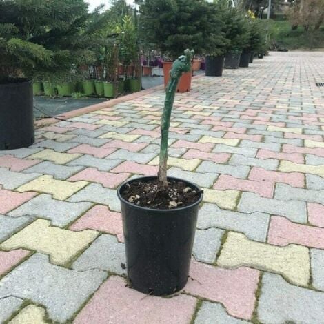 Pianta DI VITE uva vigna da tavola PIZZUTELLO BIANCO allungato IN VASO 16 FOTO REALE