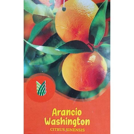 Arancio Washington - pianta di 3 anni