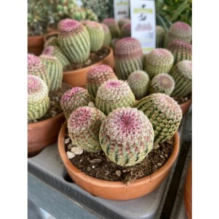 Echinocereus rigidissimus var. rubrispinus - Pianta Grassa Foto Reali