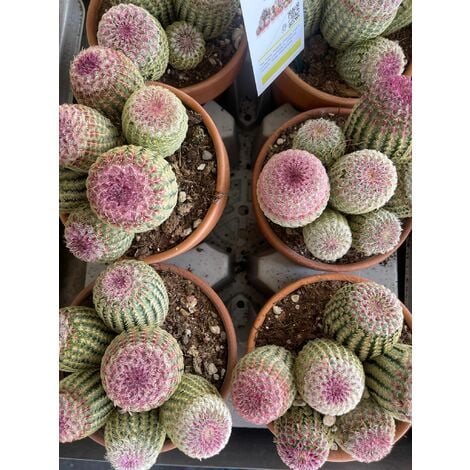 Echinocereus rigidissimus var. rubrispinus - Pianta Grassa Foto Reali