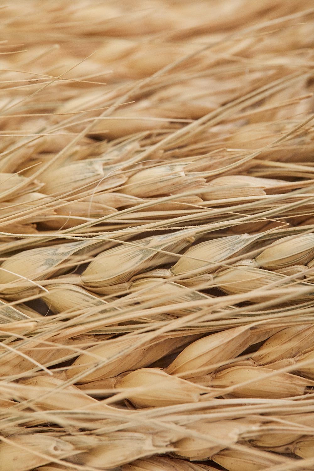 Corona di Natale decorativa in grano naturale (Ø42cm) Lidran