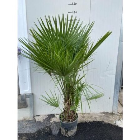 Chamaerops humilis, palma nana, Palma di San Pietro foto reali