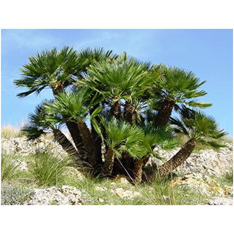Chamaerops humilis, palma nana, Palma di San Pietro foto reali